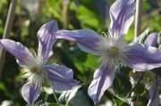 Clematis 'Star River'